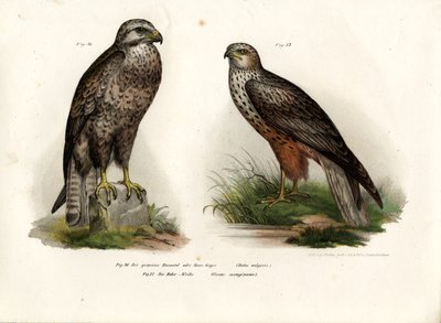Buizerd, 1864 door German School